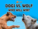 Lyrics: 12 Dogs - Wolf