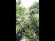 Lyrics: Mountain Gorillas - No Hands