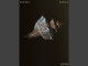 Lyrics: Solanca - Seashells