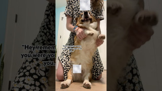 Explore the Meaning of The Crazy Corgis - Stop There Lyrics